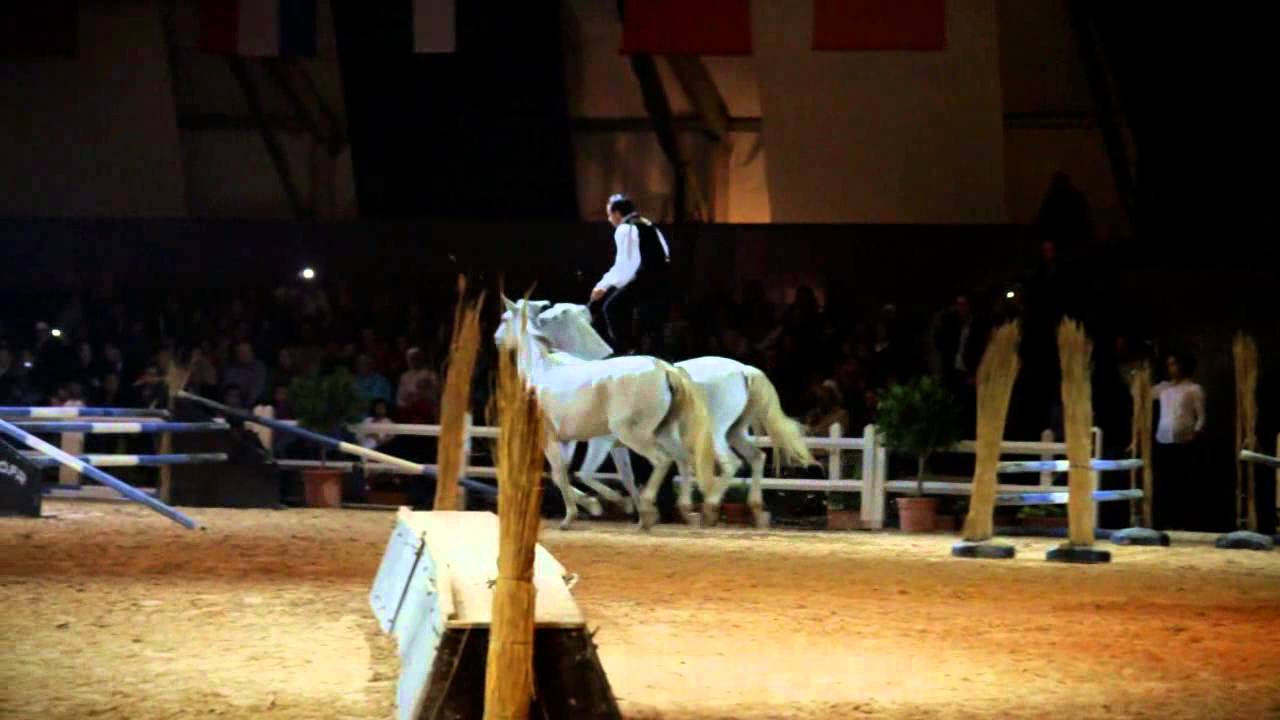 EL Jadida Show cheval Maroc